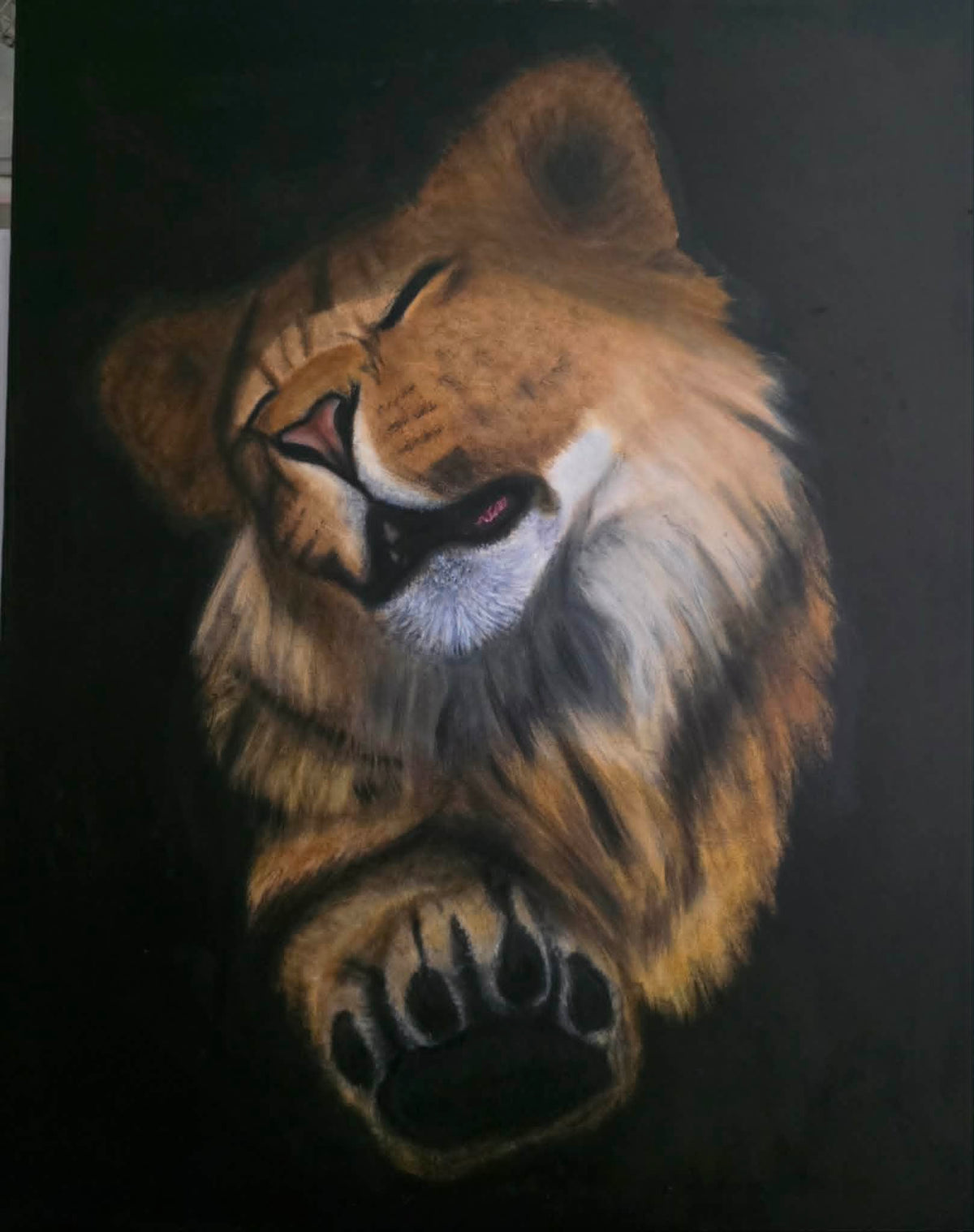 Original oil painting of a lion cub resting its paw forward, eyes closed, painted on stretched canvas against a black background